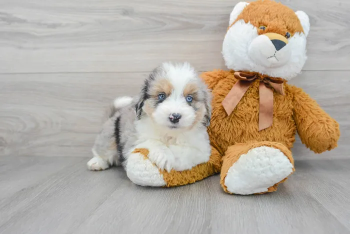 Mini Aussiedoodle image