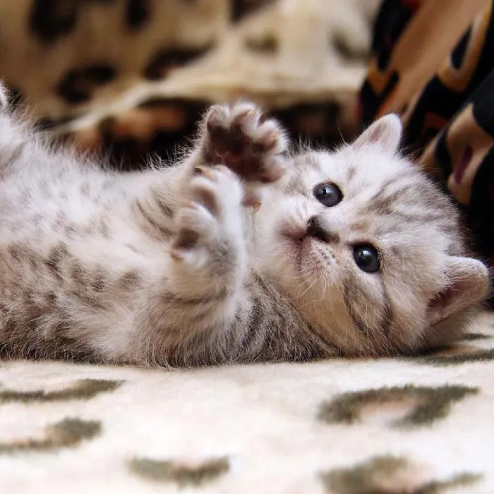 Domestic Short Hair image