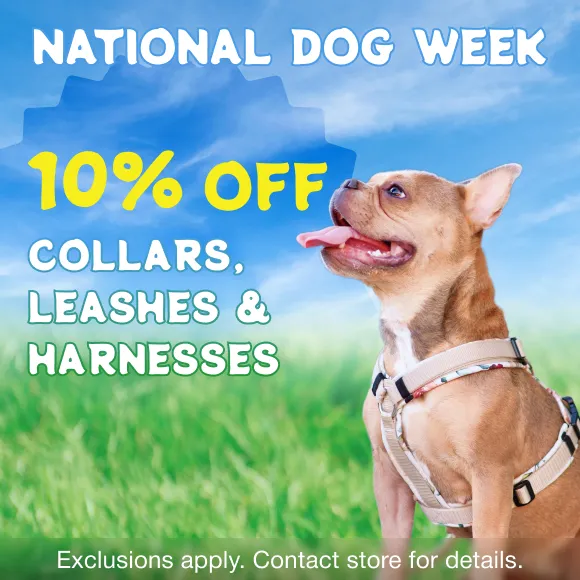 Promotion Image