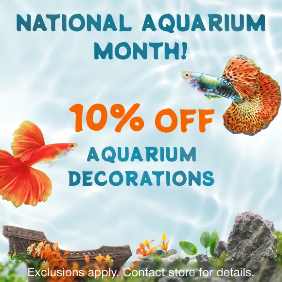 Promotion Image
