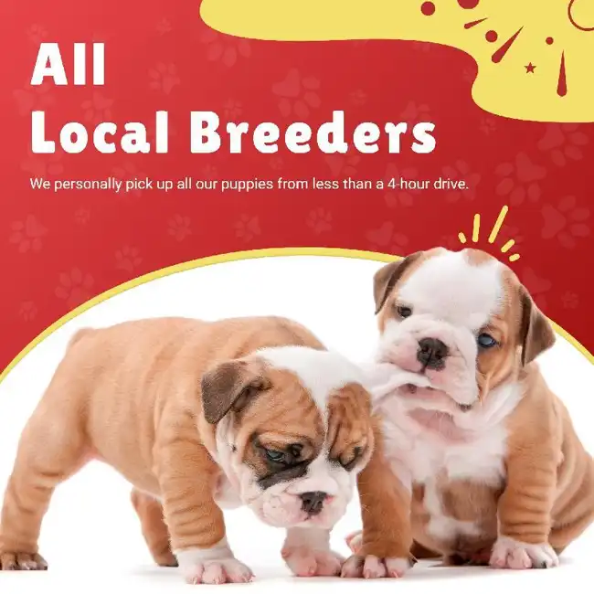 All Local Breeders