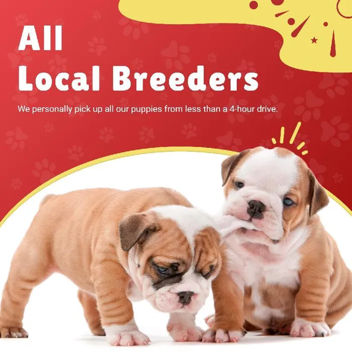All Local Breeders