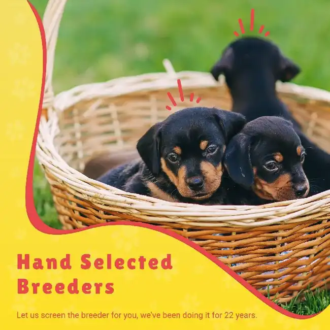 Hand Selected Breeders