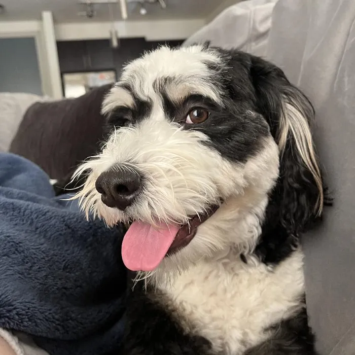 default-pet-img