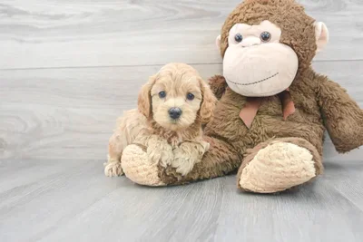 maltipoo-giovanni-9850143987552781.jpg