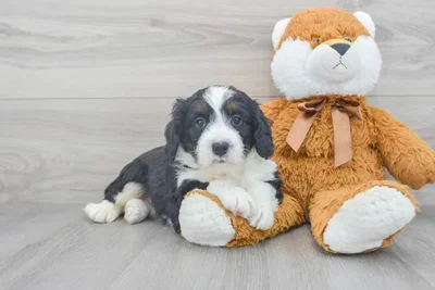 mini-bernedoodle-darius-9859122839891271.jpg