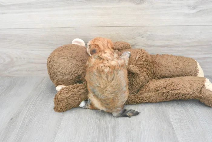morkie-donte-9919558150145822.jpg
