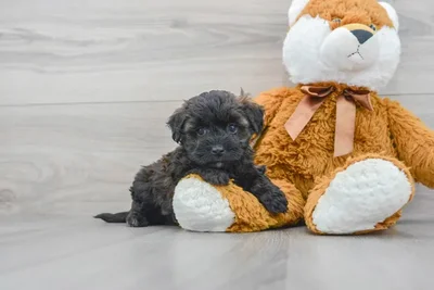 Female Maltipoo puppy for sale at Pinogy Store.