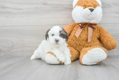 havanese-envy-9911060740302991.jpg
