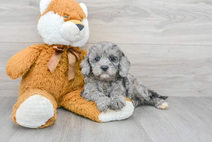 cavapoo-eleven-10031052750224930.jpg