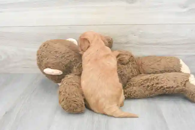 cavapoo-zale-9850163265917352.jpg