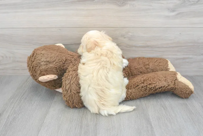 maltipoo-peyton-9919573748662462.jpg
