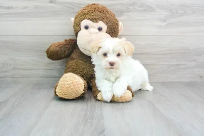 havanese-rio-9936460636498840.jpg