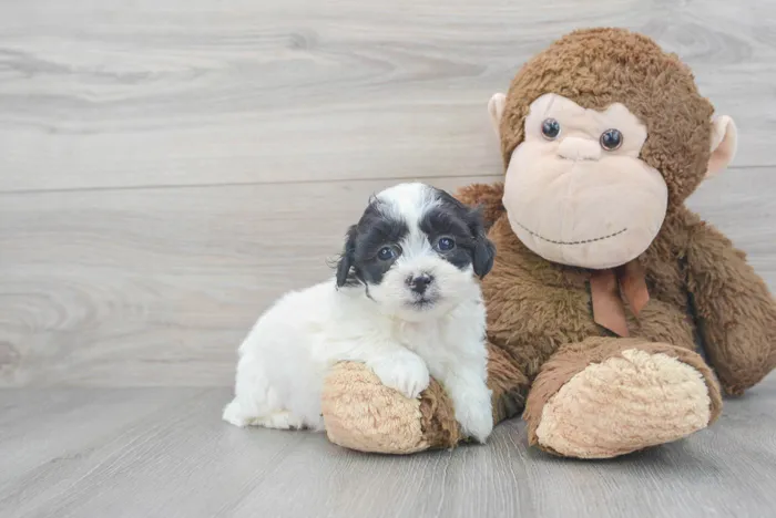 teddy-bear-chip-9789564801043871.jpg