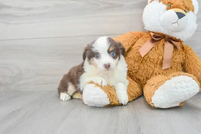 mini-aussie-kathy-9850151036254331.jpg