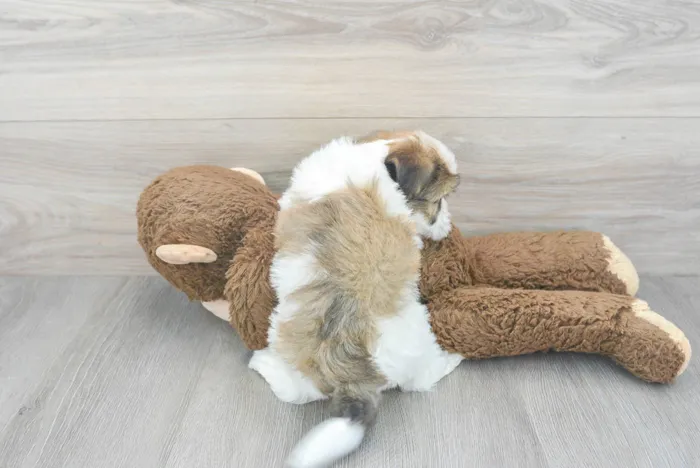 havanese-tango-991957912594562.jpg
