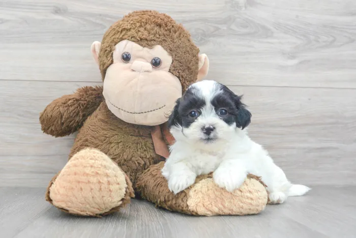 teddy-bear-chip-9789564829134950.jpg