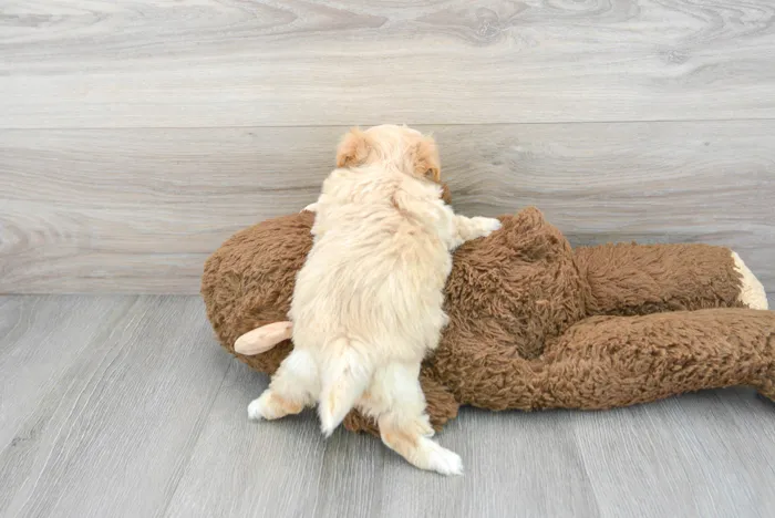 maltipoo-harriet-9729304234610012.jpg