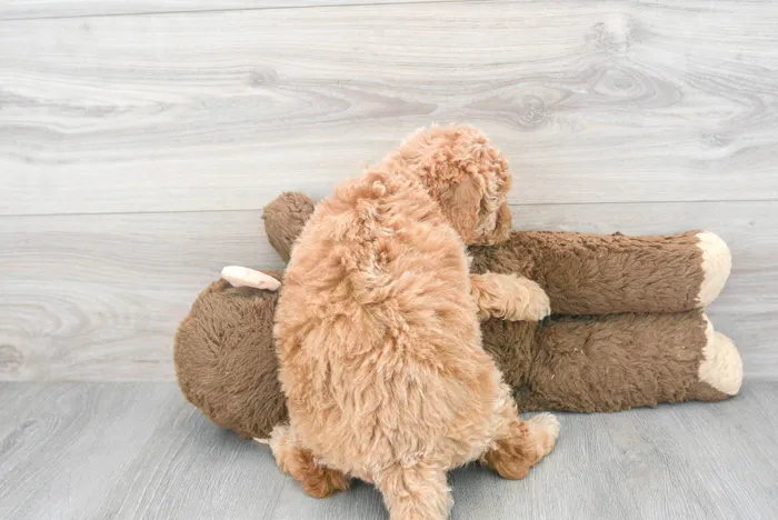 mini-goldendoodle-julian-9798049295412112.jpg