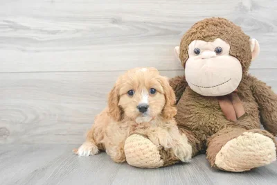 Female Cavapoo puppy for sale at Pinogy Store.