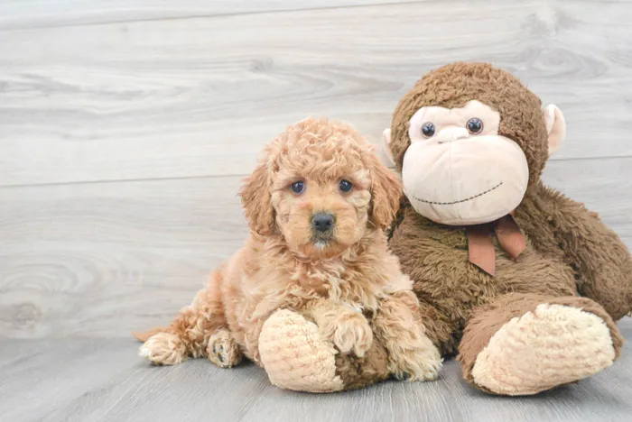 mini-goldendoodle-julian-9798049278428071.jpg