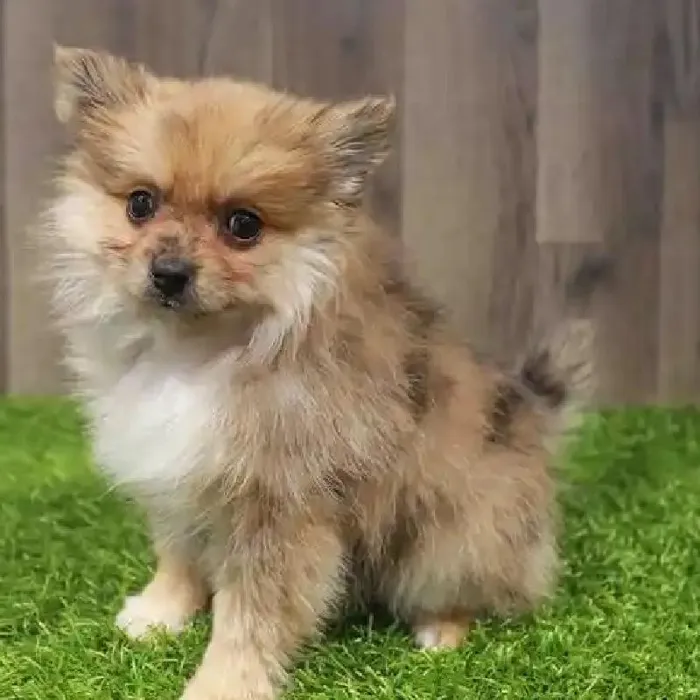 Male Bengal Feline for Sale in Herndon, VA