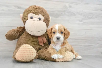 cockapoo-gerard-10031055224609343.jpg