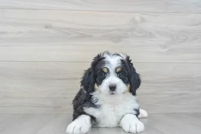 mini-bernedoodle-lunetta-9979671014937161.jpg