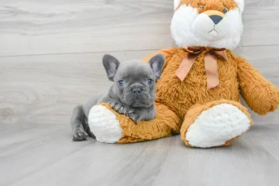 french-bulldog-blue-9979651795853711.jpg