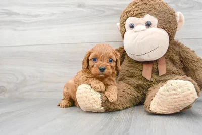 cavapoo-becca-997129430114751.jpg
