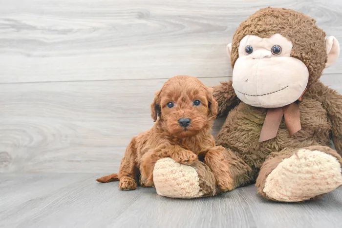 mini-goldendoodle-donato-9859122985910581.jpg