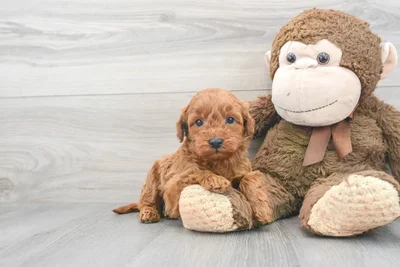 mini-goldendoodle-donato-9859122985910581.jpg