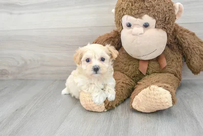 maltipoo-harriet-9729304227068611.jpg
