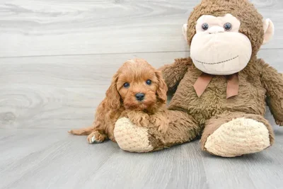 Male Cavapoo puppy for sale at Pinogy Store.