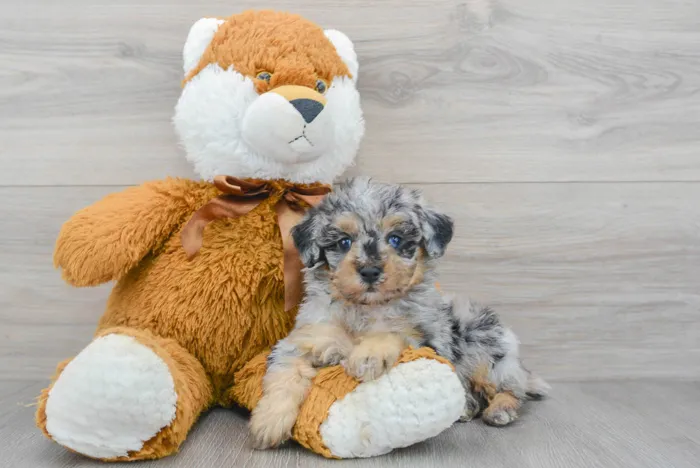 poodle-halsey-9979665074183290.jpg
