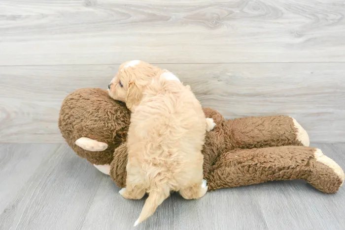 cavapoo-flash-997966127546222.jpg