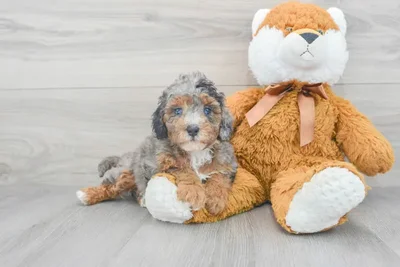 Female Cavapoo puppy for sale at Pinogy Store.