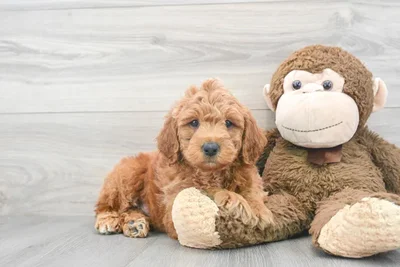 mini-goldendoodle-jax-9798049093636241.jpg