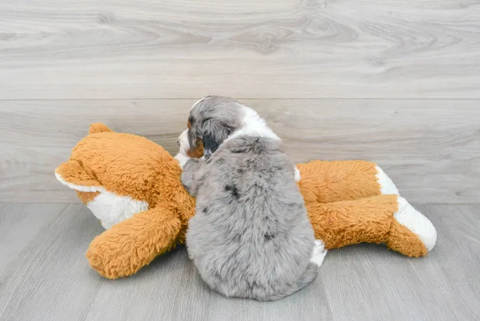 mini-bernedoodle-demi-1004048488586442.jpg