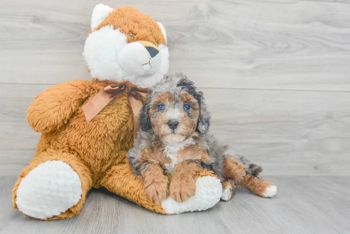 cavapoo-odessa-9859126798590320.jpg