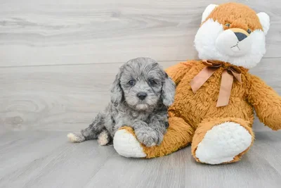 cavapoo-eleven-10031052735802341.jpg