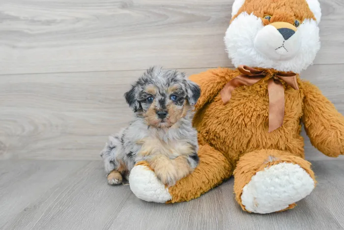 poodle-halsey-9979665050567981.jpg