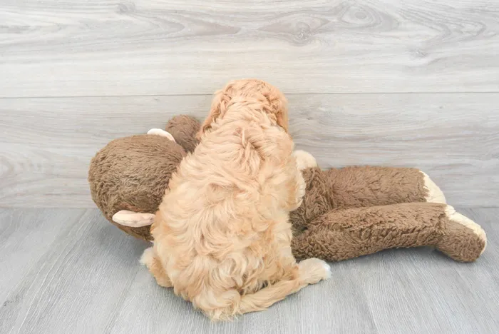 cavapoo-honey-9919561492539742.jpg