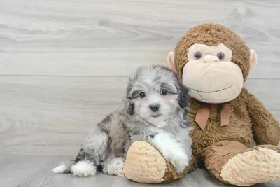 shih-poo-tammy-1009251590442711.jpg