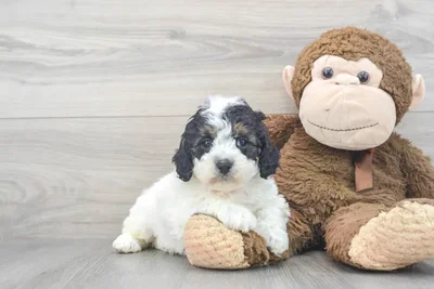 Female Cavapoo puppy for sale at Pinogy Store.