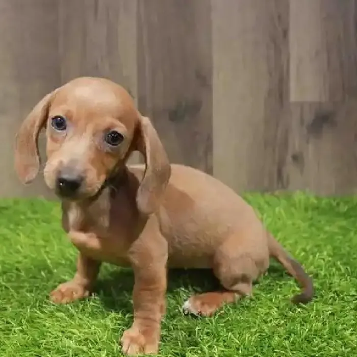 Male Bengal Feline for Sale in Herndon, VA