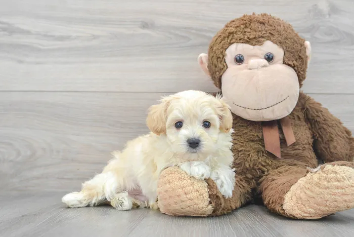 maltipoo-peyton-9919573726075541.jpg
