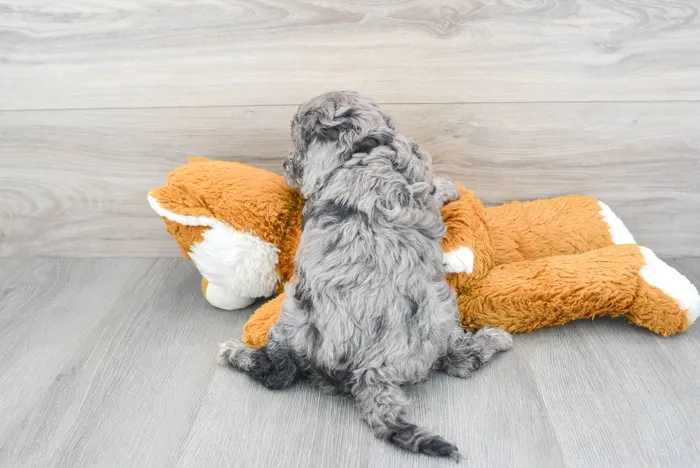 cavapoo-eleven-1003105274257962.jpg