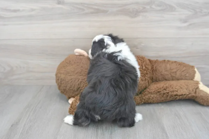 aussiechon-roush-991108821805462.jpg