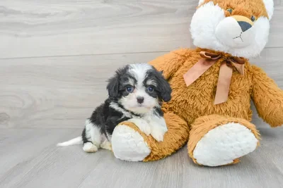 cavachon-kash-10040524537622571.jpg